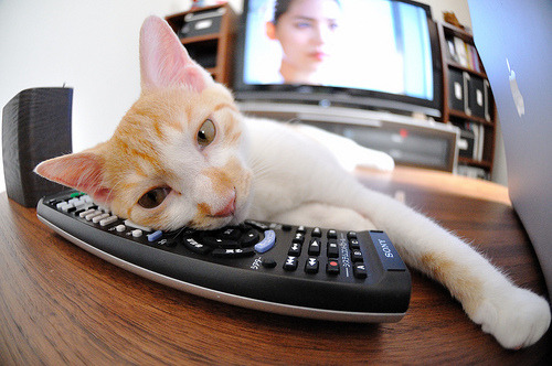 三笘薰的利刃，刺穿瑞典风暴—卡塔尔世界杯上那抹不容忽视的蓝