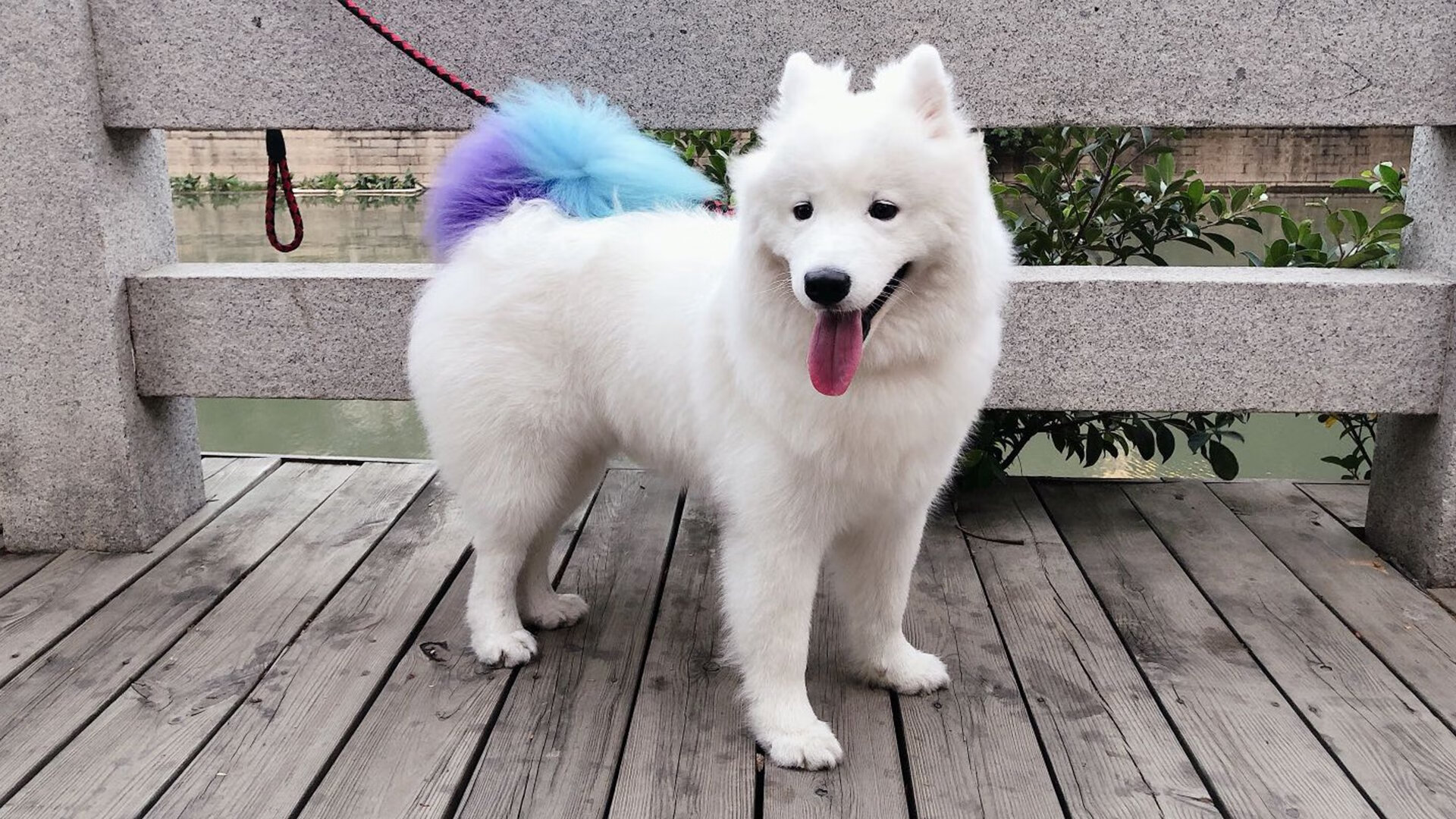 当多特蒙德化身黄黑坎特，解析击溃拜仁的战术密码