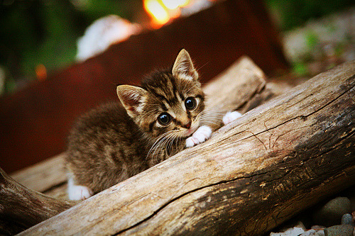 旧皇书新史，新王克弱旅，NBA版图下的双轨叙事