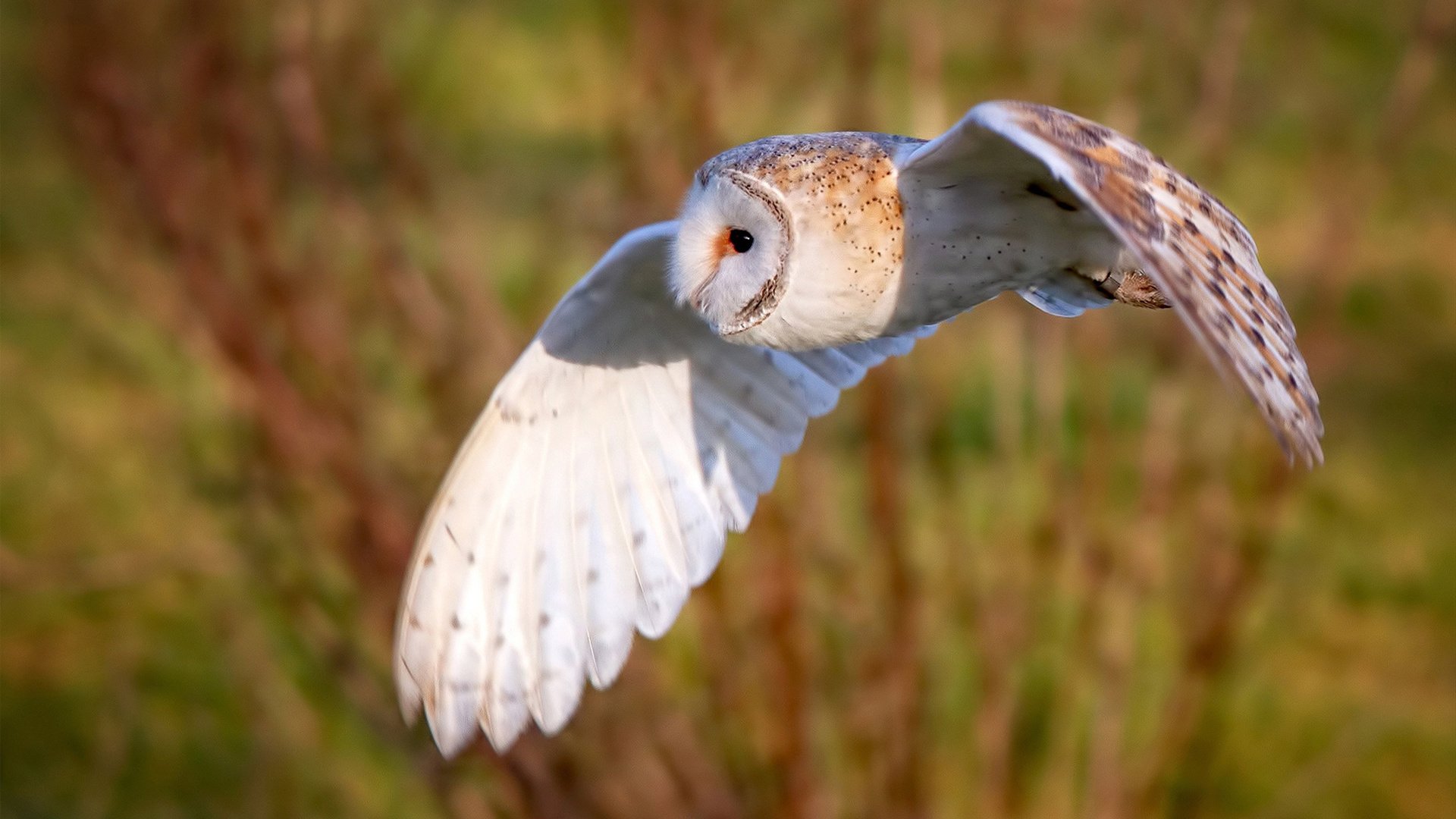 超级周末,黄黑奇迹与绿色闪电,体育如何同时颠覆两大洲?