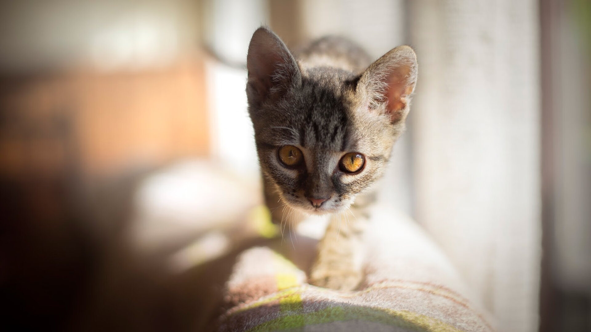 雷火电竞主播-红色旋风席卷圣城！公牛队攻防一体全面压制马刺