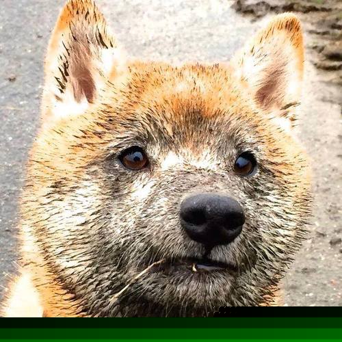 一将守城万军寒,皮克统治全场,阿森纳决胜局带走塞维利亚