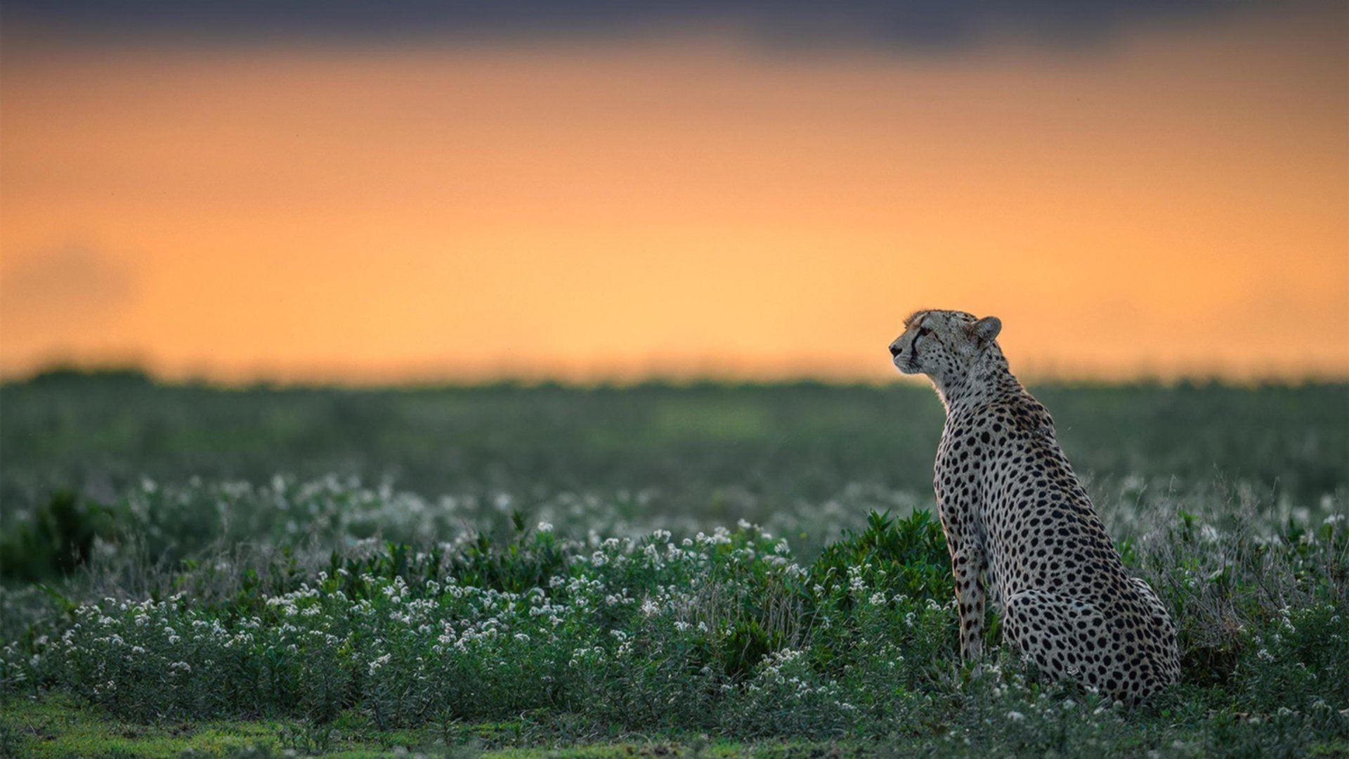 地理征服与个人主宰，当莱比锡的战术洪流遇见苏亚雷斯的逆流