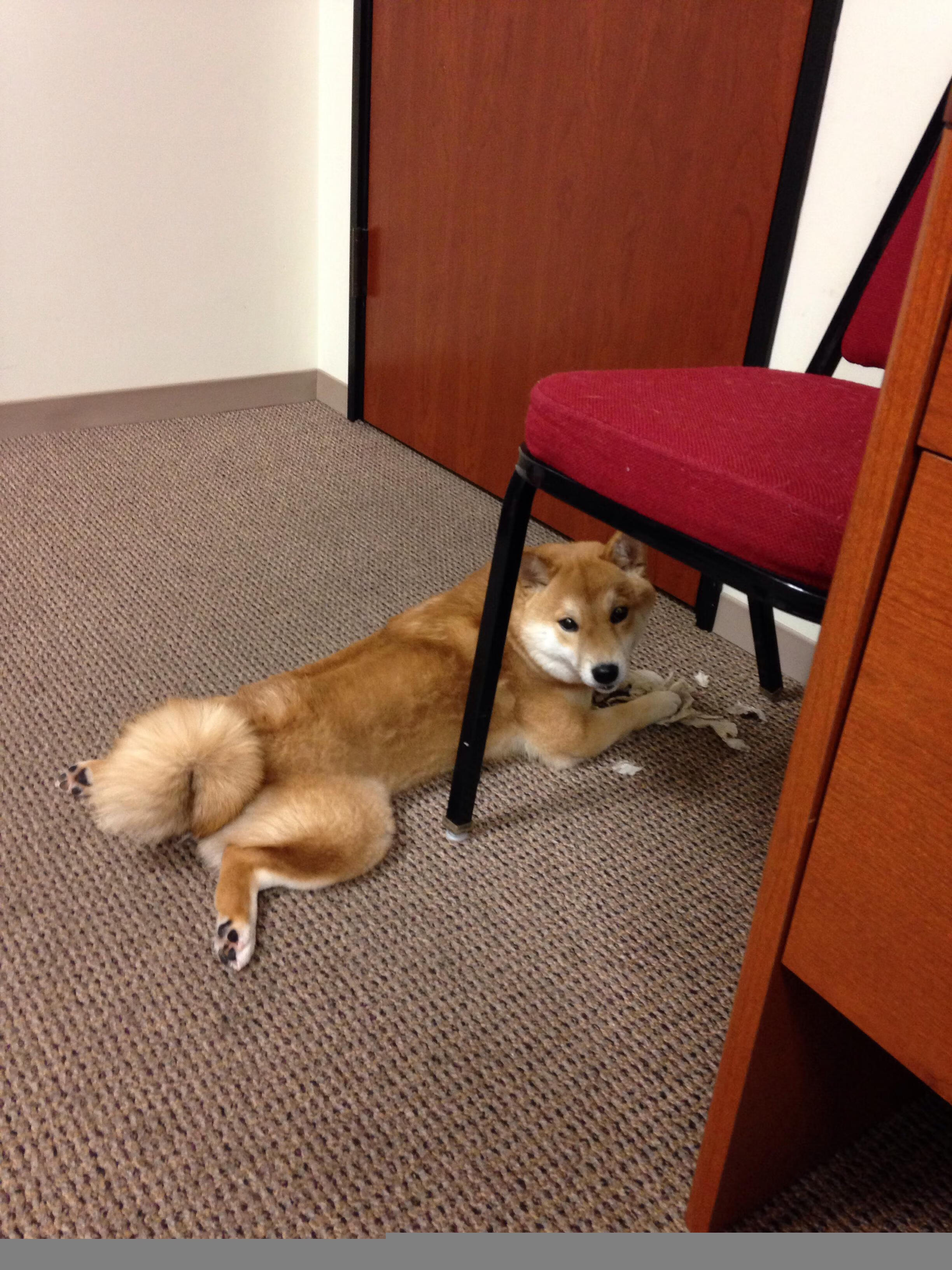 平行宇宙的篮球因果律，当掘金偷走凯尔特人的灵魂，戈贝尔在世界杯接管了未来