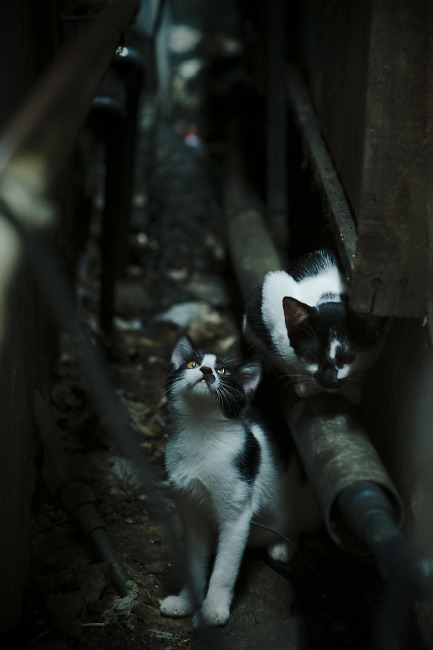 雷火电竞官网-维尼修斯魔幻独舞，克罗地亚对阵阿尔及利亚，攻防两端的统治艺术