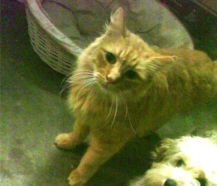 悲壮的孤星，武切维奇封神之战，与黄蜂缔造的唯一传奇