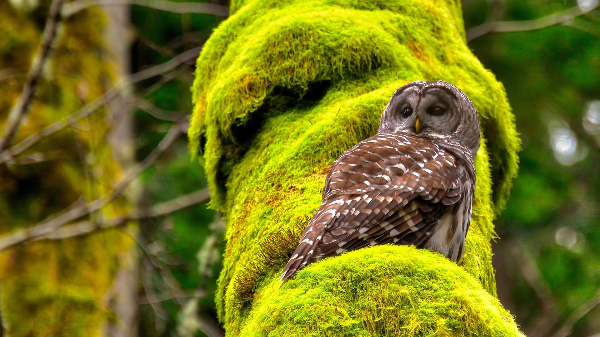 幻象之战，当卡塔尔遇见瑞士，法比尼奥在时空中书写绝无仅有的神迹