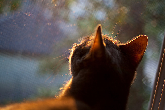 唯一时刻，鹈鹕末节掠走掘金，詹姆斯在F1争冠中接管比赛—两种竞技，同一种不可复制的宿命